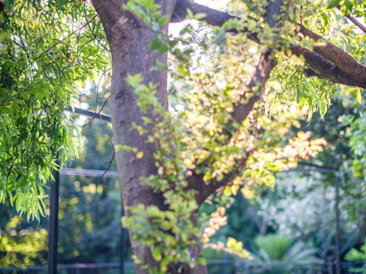 Hurlingham House Guest House ヨハネスブルグ エクステリア 写真